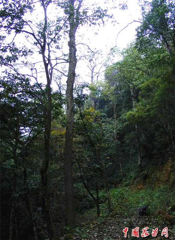 3、古树参天.jpg