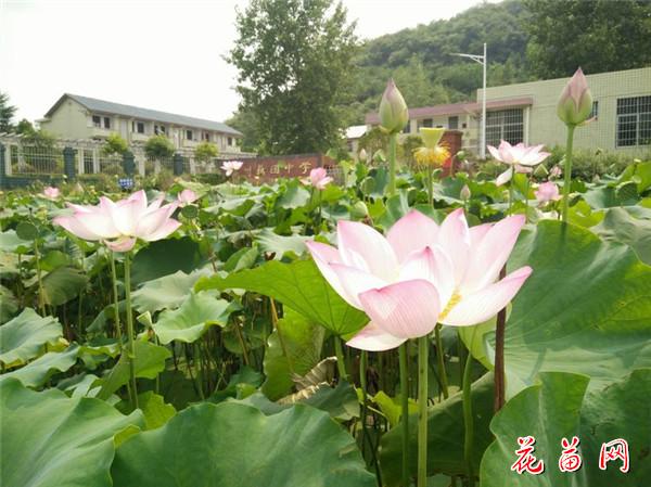 19.校门外荷花_副本.jpg