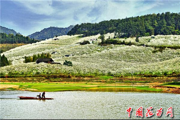梨花盛景(潘存有)_副本.jpg