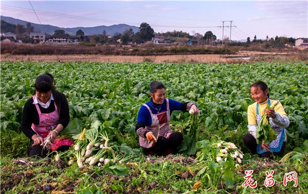 5、2017年菜农种的大头菜喜获丰收_副本.jpg