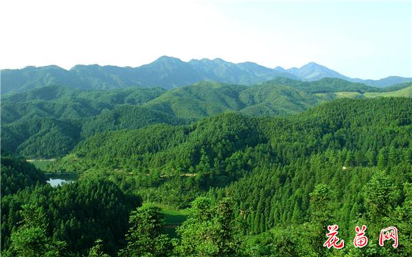 绿色林海.jpg