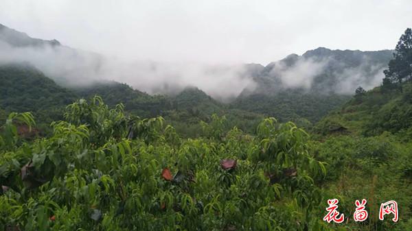 1桃园远景_副本.jpg