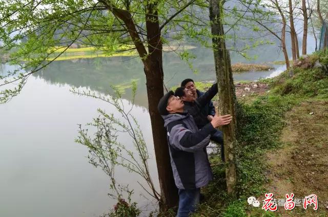 1.三株柳树杨焕礼.jpg