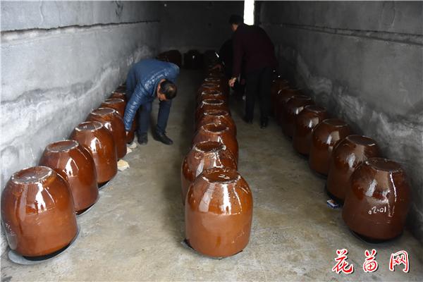 25、村支书李昌江在大蔸菜腌制过程中仔细检查_副本.jpg